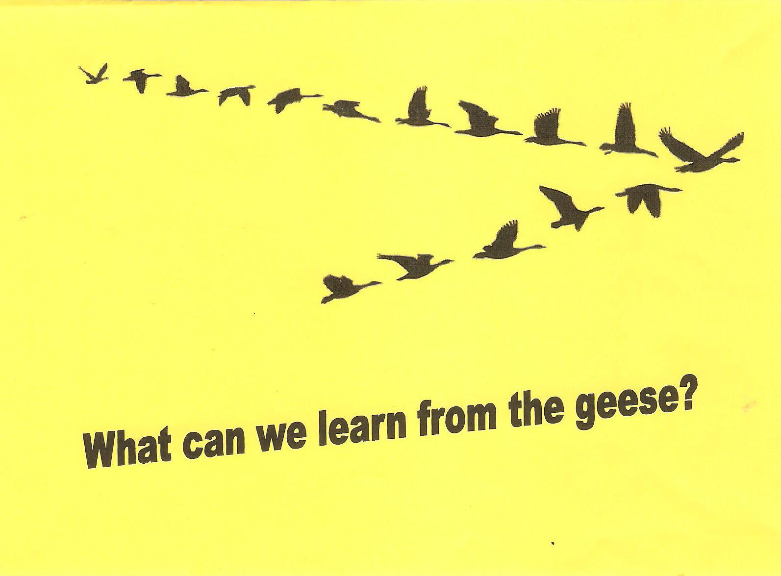 What we can learn from the geese
