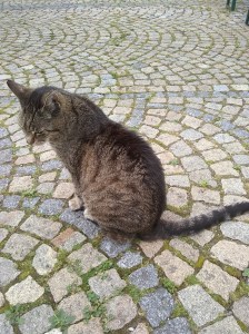 Cat Poetry competition