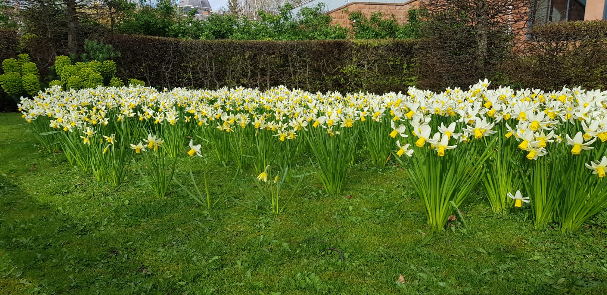 Daffodils in Chester